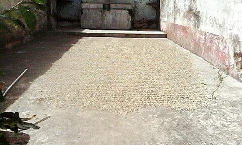 Coffee drying on what used to be the chapel floor at El Carmen.