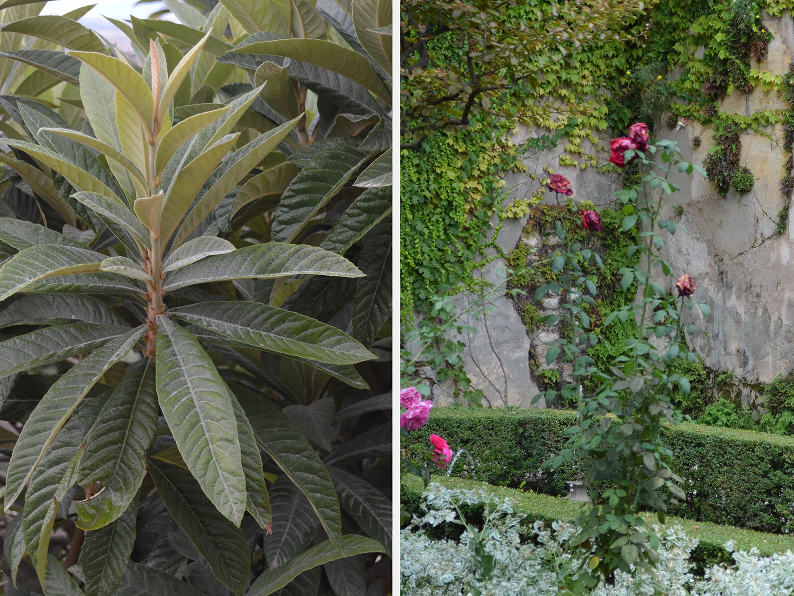 Alhambra_Plants_Garden_Fanny_Shorter_Spain_Blog_2013.jpg