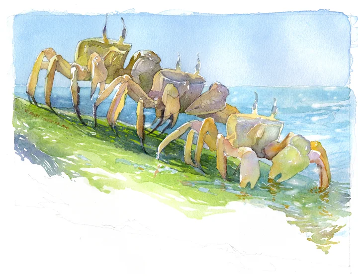 Crab1.jpg