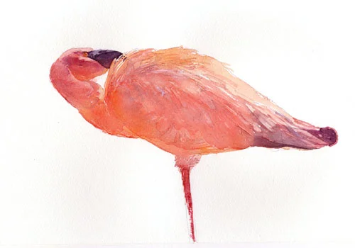 Flamingo vignette.jpg
