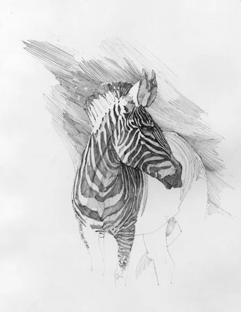 Zebra.jpg