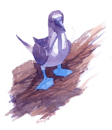 Blue Footed Bubi.jpg