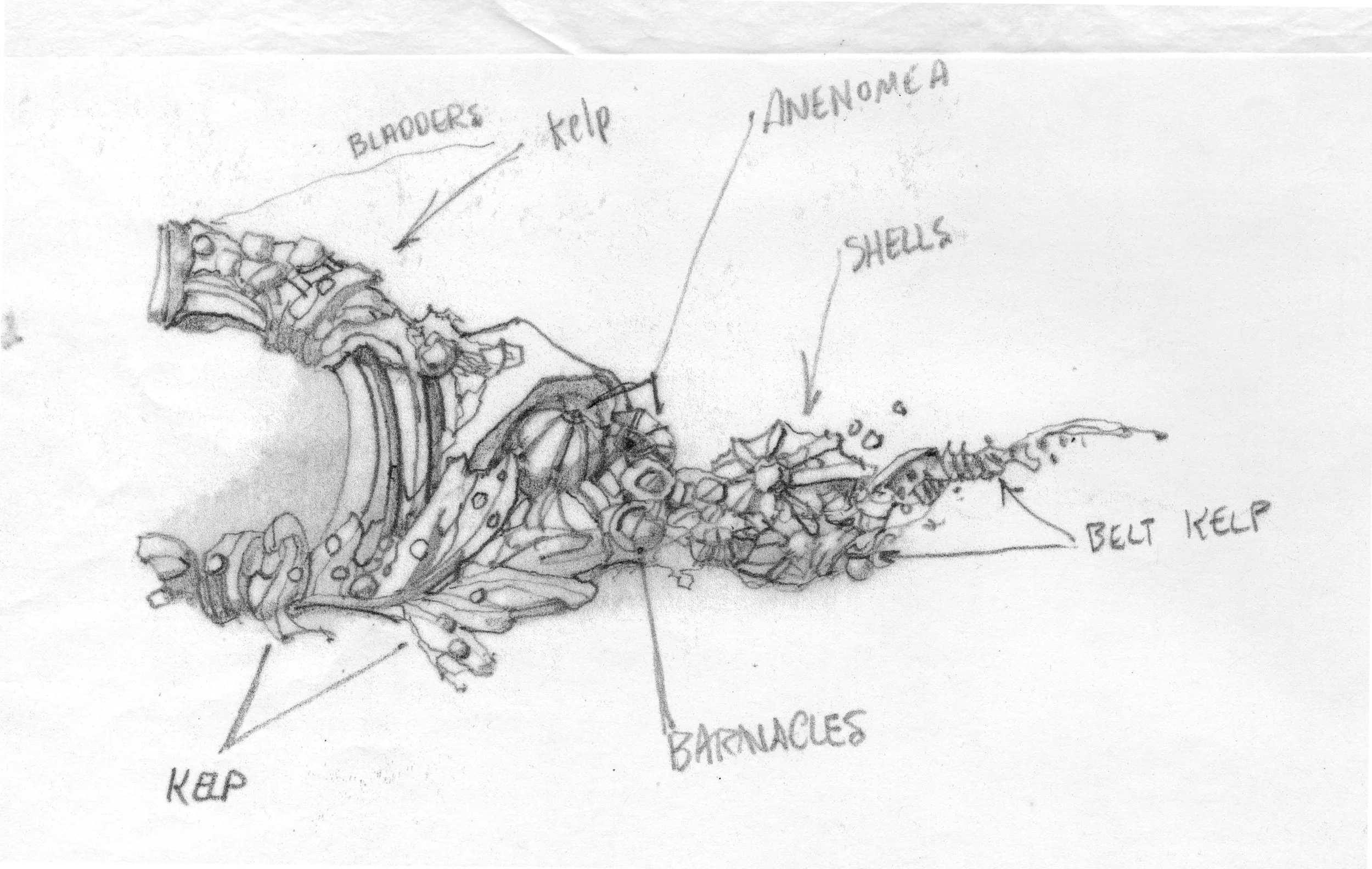 Carving design study Pencil on trace