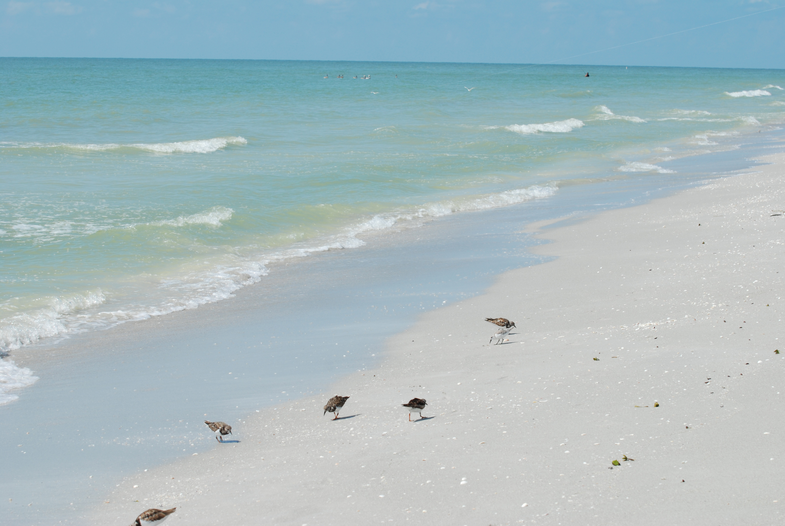 Turnstones-Gulf_10-2009_web_DSC_0558_edited-1.jpg