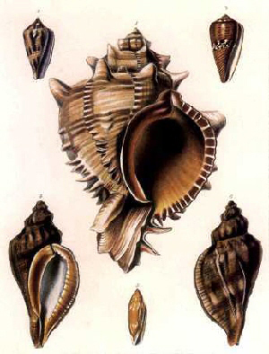 Bailey-Matthews National Shell Museum. 3075 San-Cap Road, Sanibel. (888) 679-6450. World-class collection of shells and shell-related objects. Shell-ID assistance. Museum shop and research library.