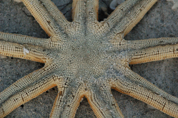 Starfish.jpg