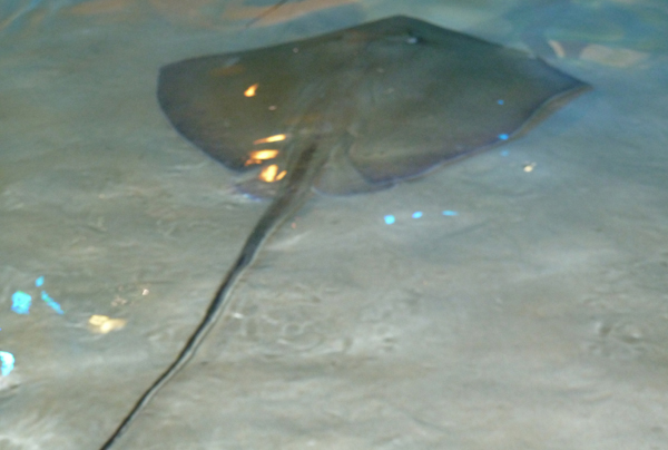 Stingray.jpg