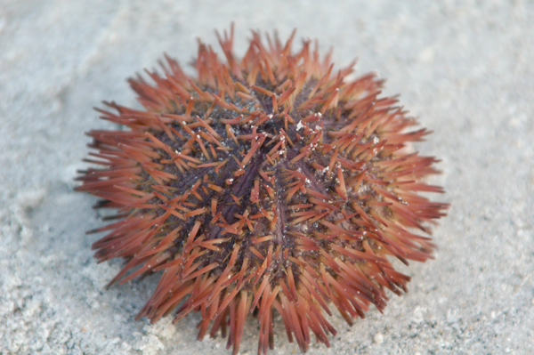 Urchin.jpg