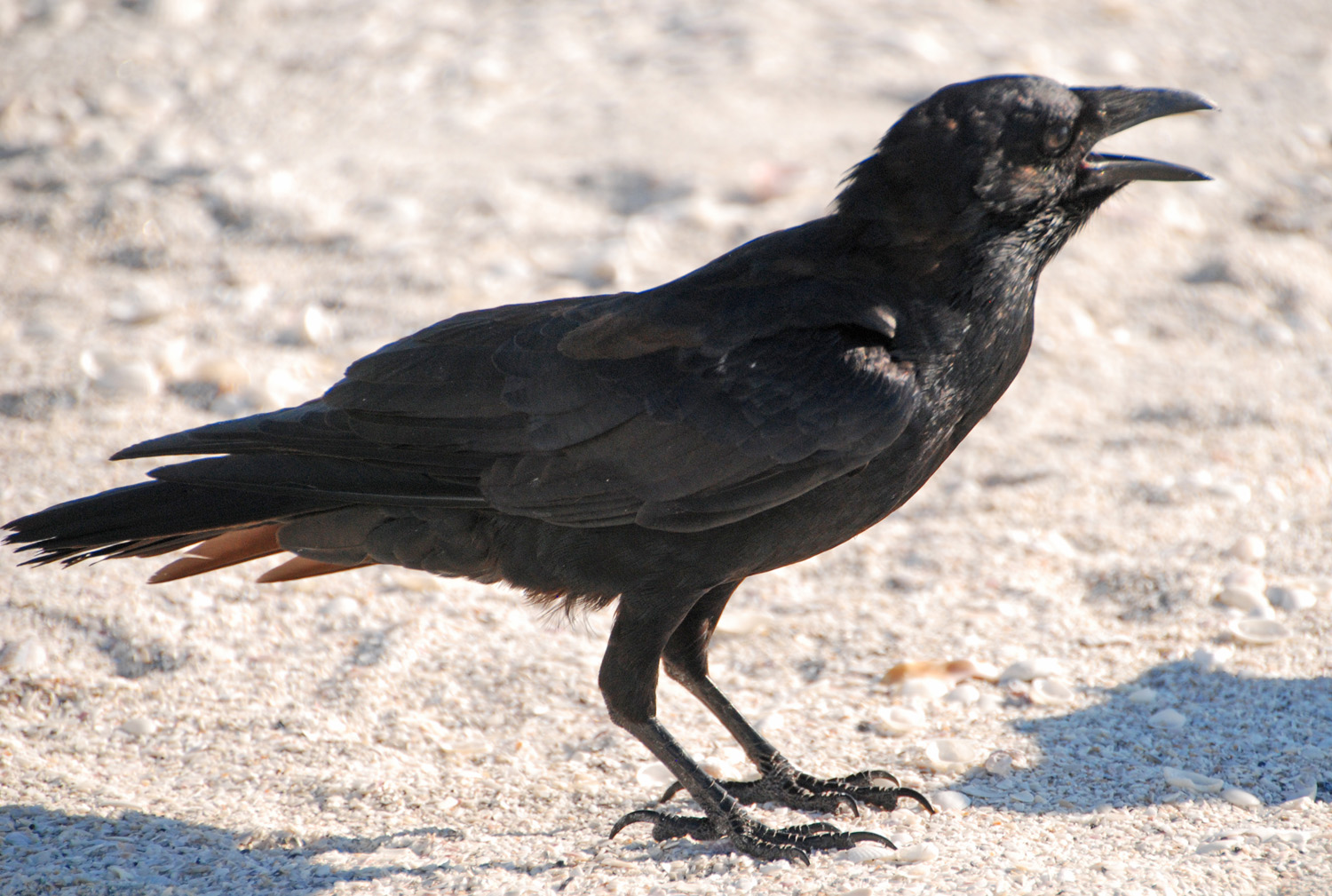 Crow_09-2012_web_DSC_0296_1500_edited-4.jpg
