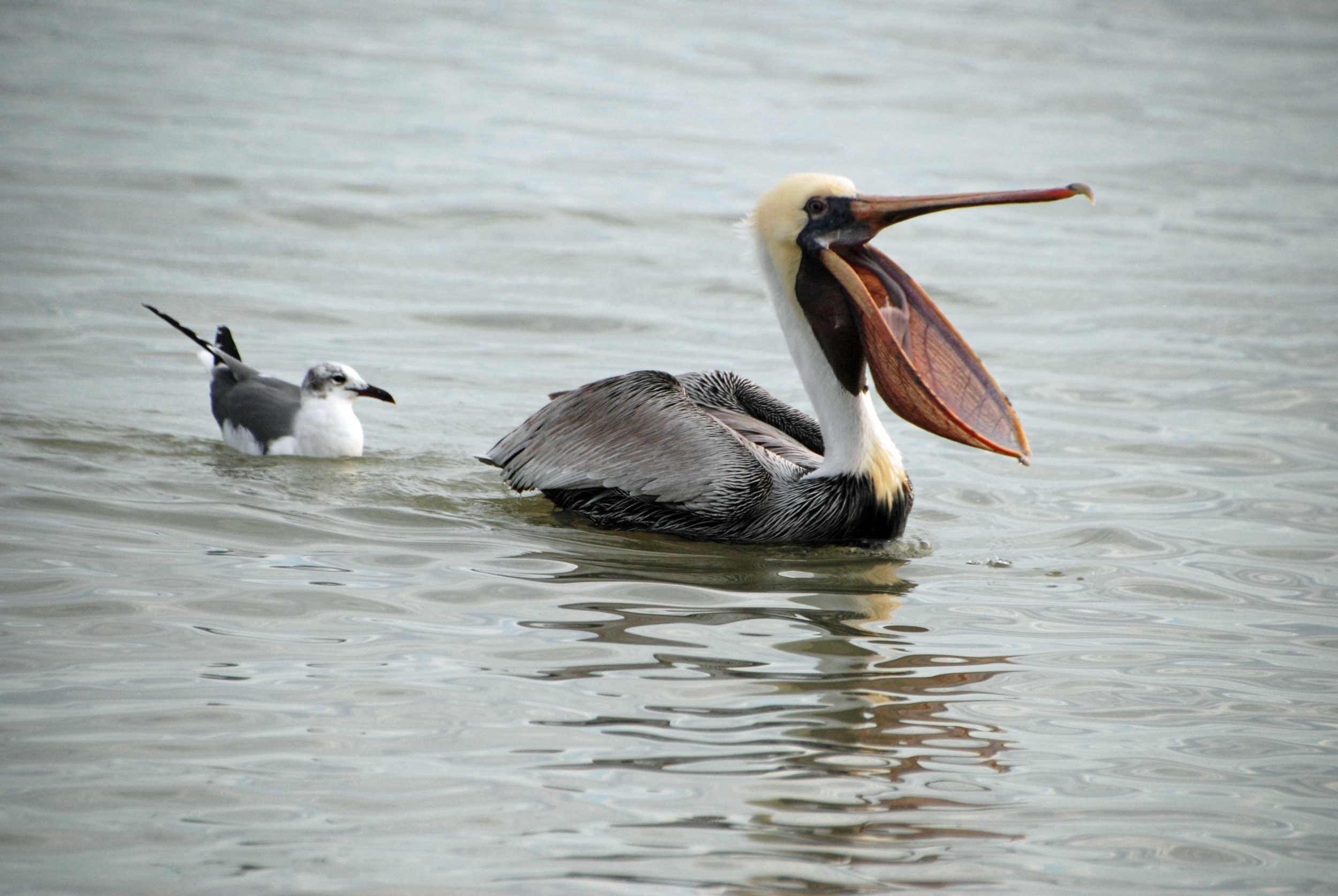 Gull-Pelican_01-10-2014_web_DSC_0631_edited-2.jpg