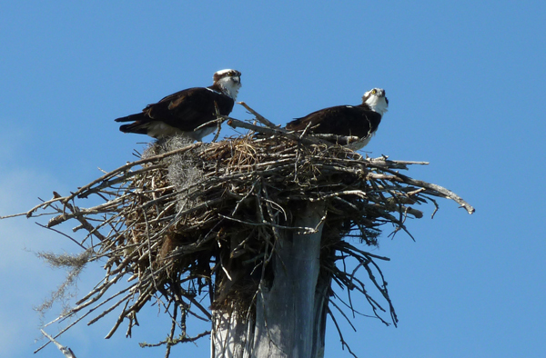 osprey1Web.jpg