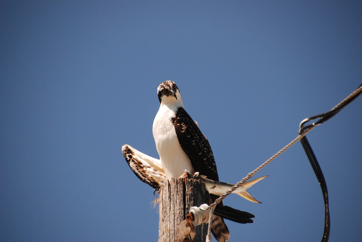 Osprey-Pier_05-2013_web_DSC_0046_1500.jpg