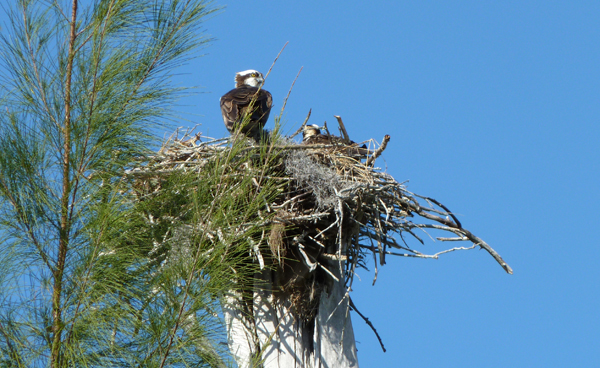 osprey2Web.jpg