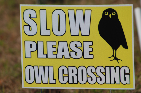 owlCrossWeb_edited-1.jpg