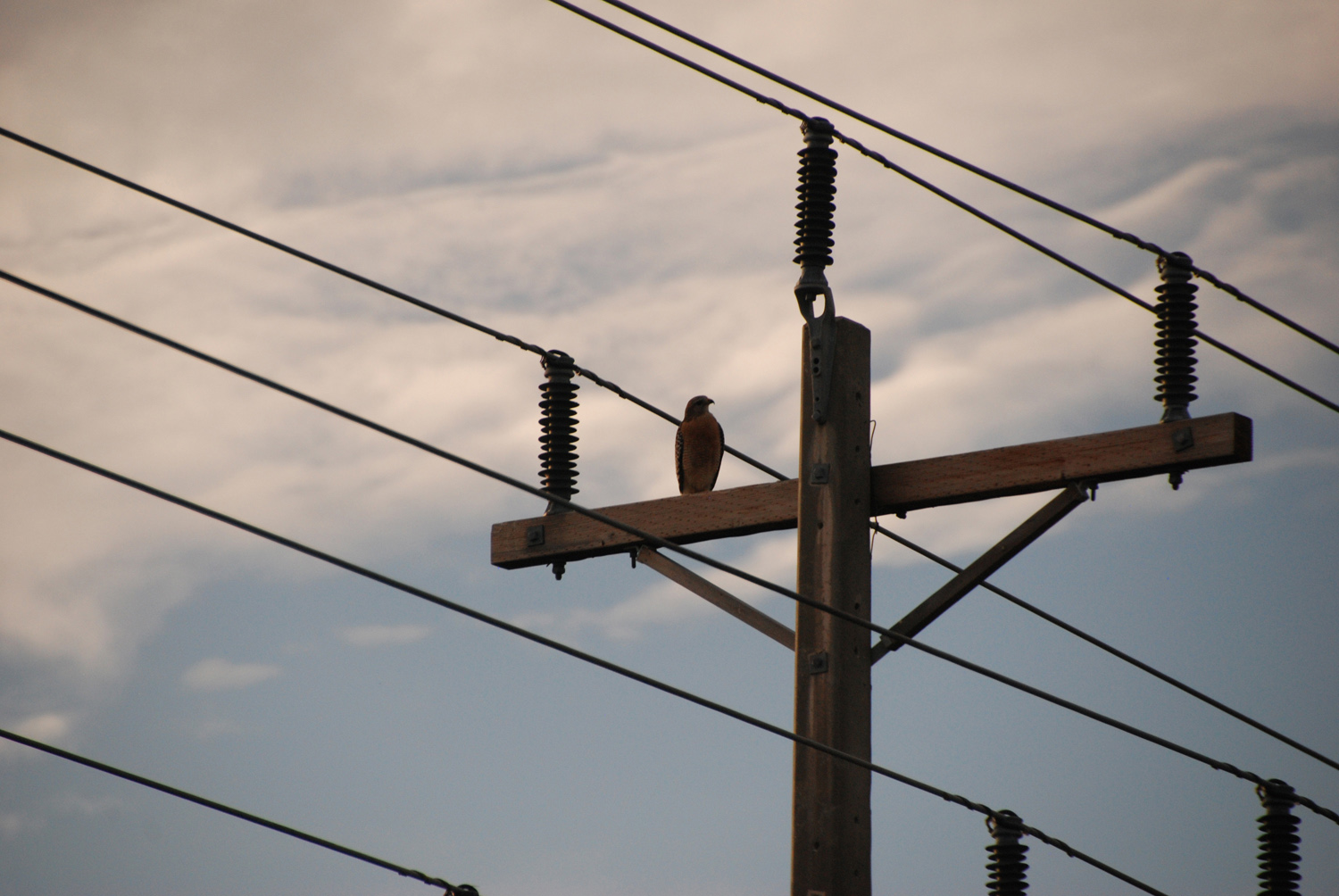 RedShoulderedHawk4_web_DSC_0512_1500_edited-2.jpg