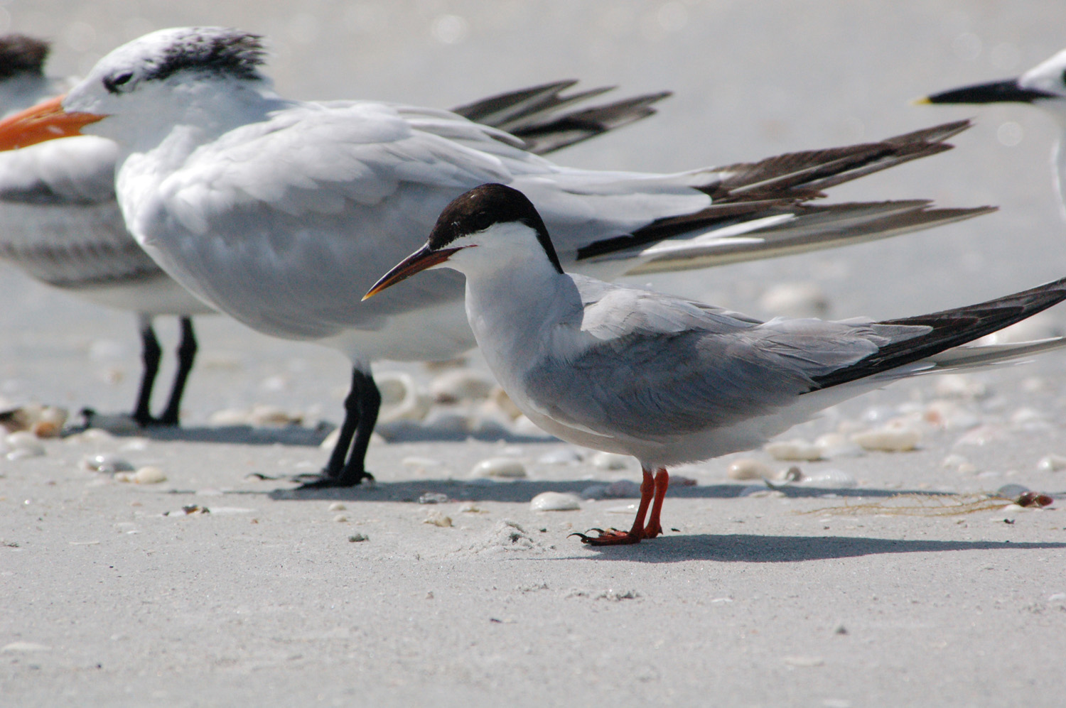 royalCommonTern_web_1500_edited-1.jpg