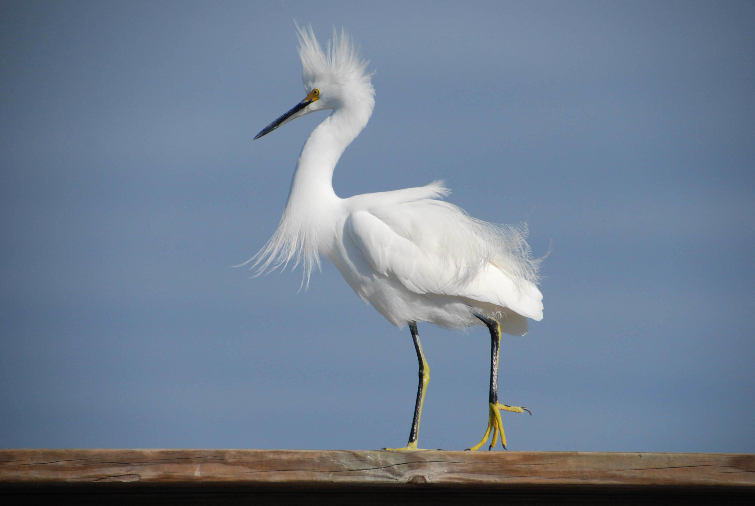 SnowyEgret-courting2_01-11-2014_web_DSC_0099_edited-2.jpg