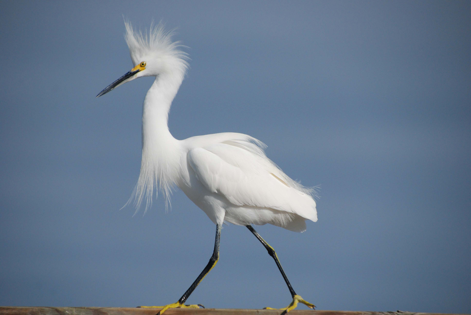 SnowyEgret-courting_01-11-2014_web_DSC_0098_1500_edited-1.jpg