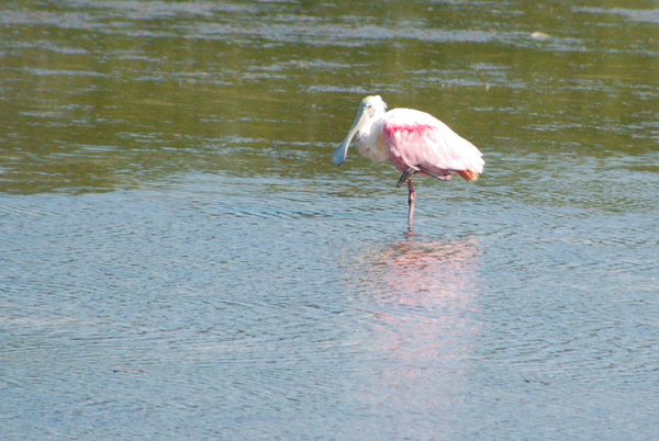 spoonbill2Web.jpg