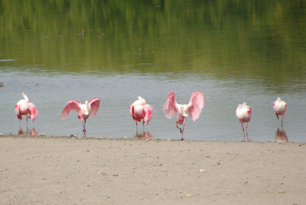 spoonbills3Web.jpg