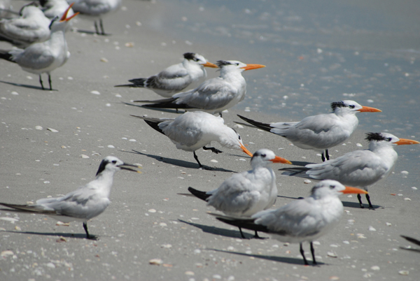 terns1Web.jpg