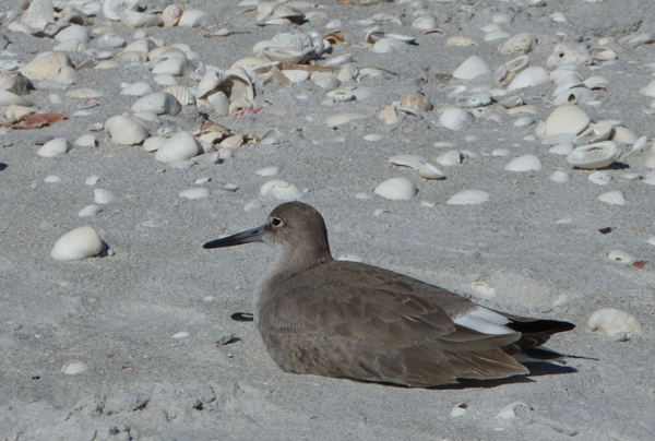 willet2Web.jpg