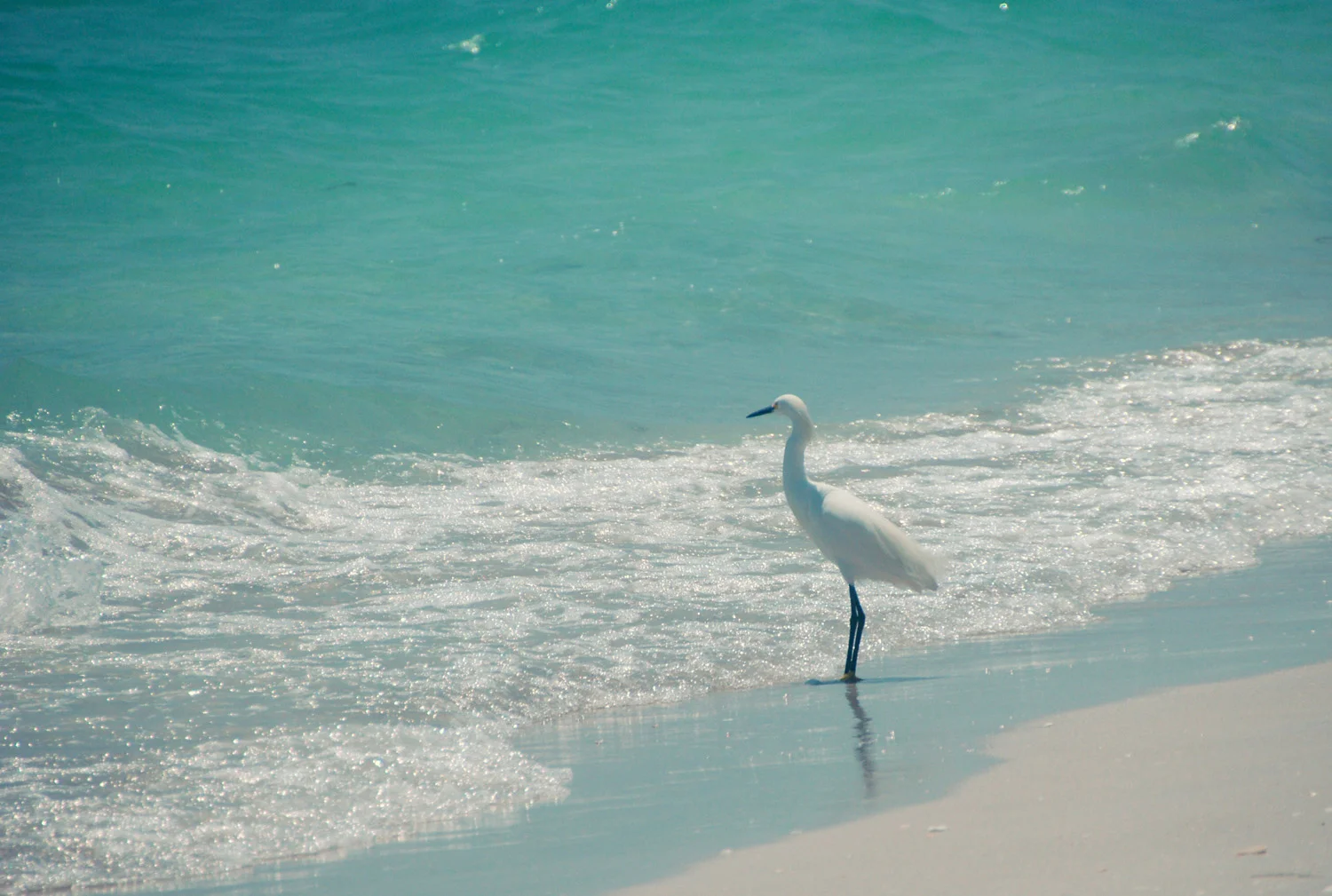 Ernie the resident snowy egret.