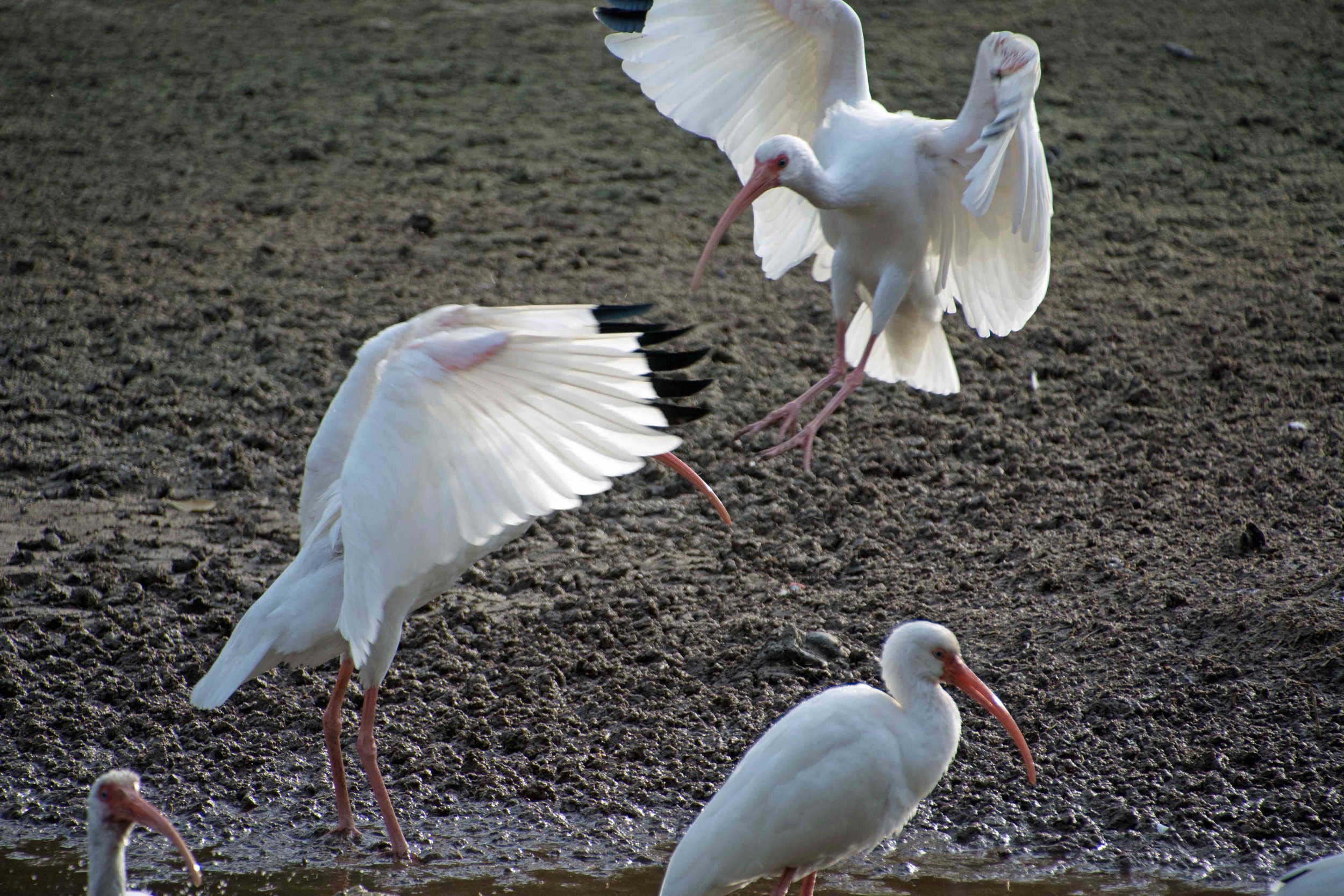 Ibis Landing 01-2018_SM1_1118.jpg