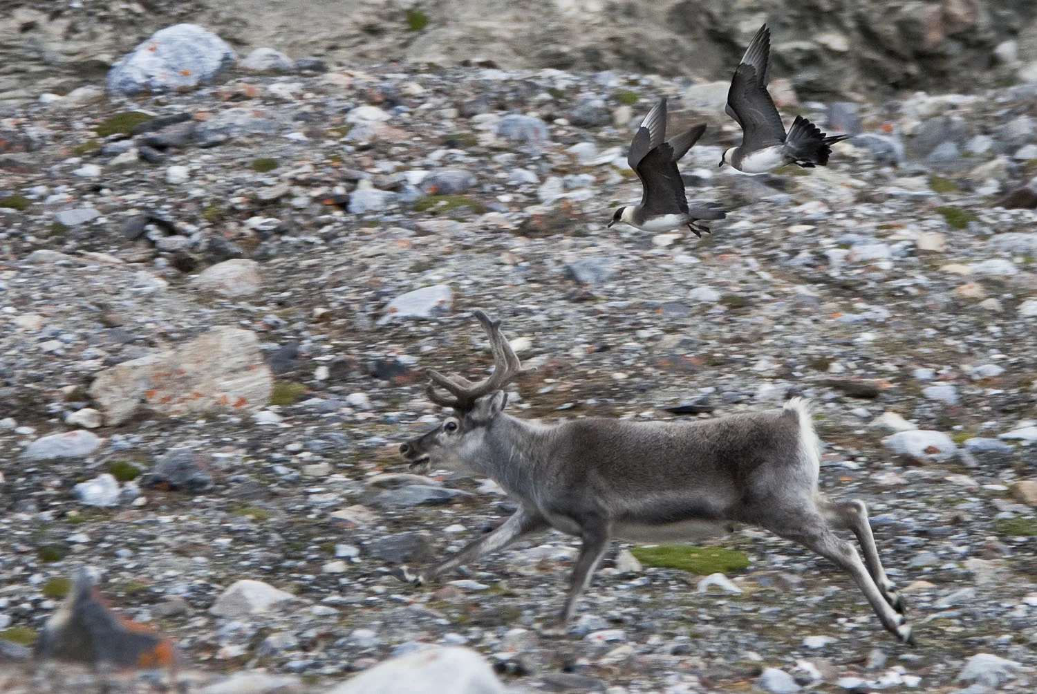 Svalbard Reindeer being chased by birds