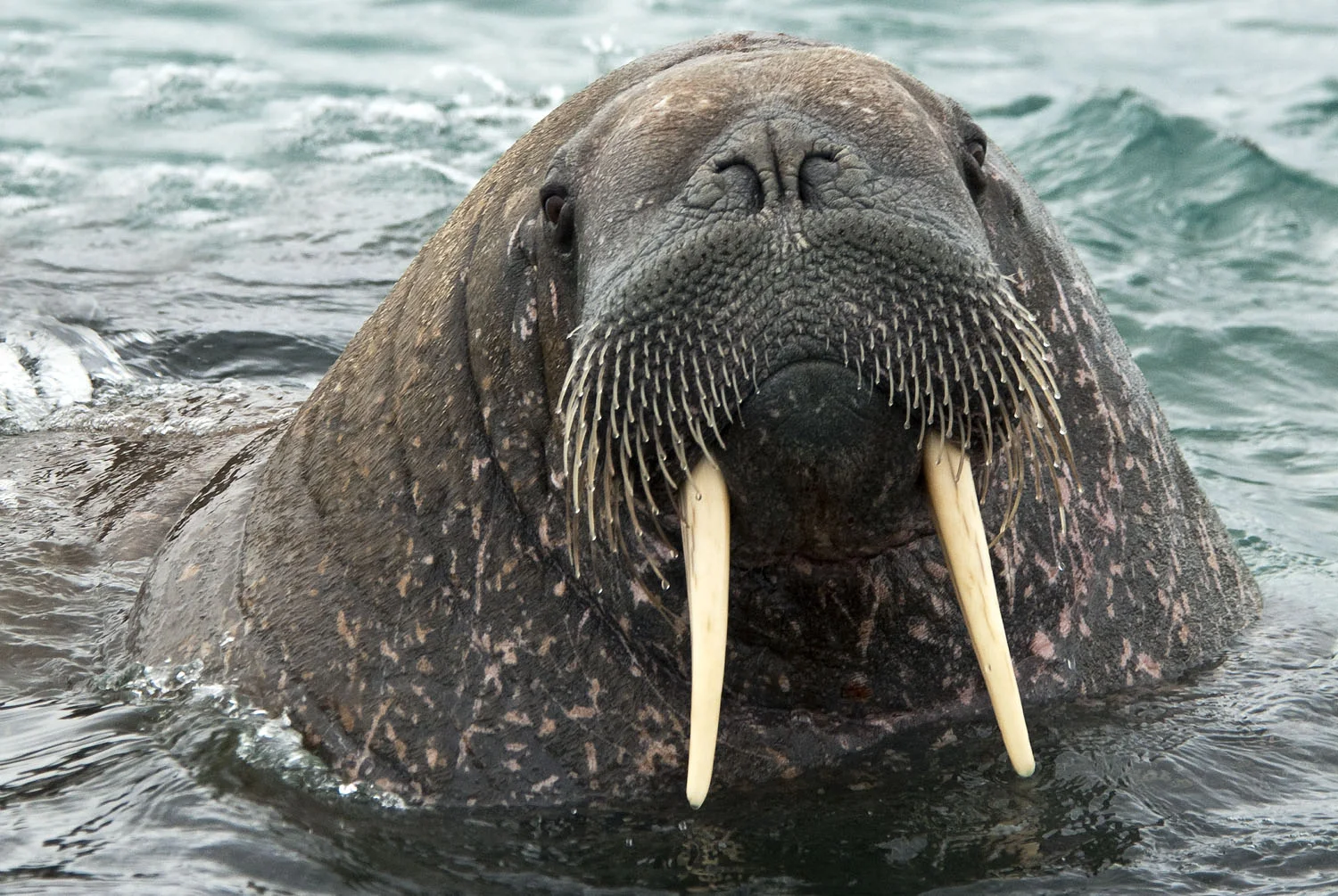 North Atlantic Walrus