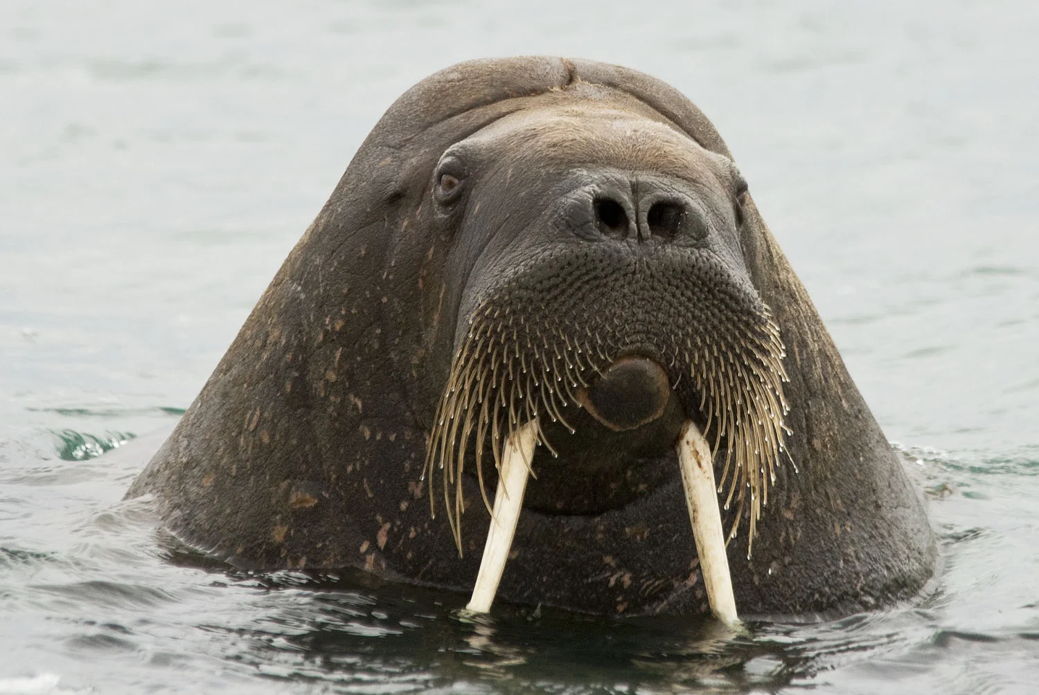 North Atlantic Walrus