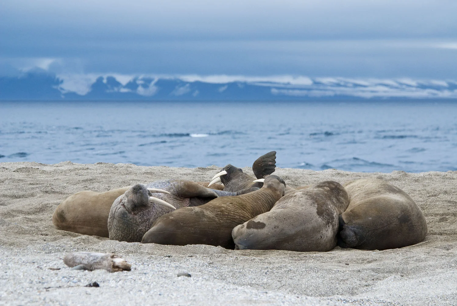 North Atlantic Walrus
