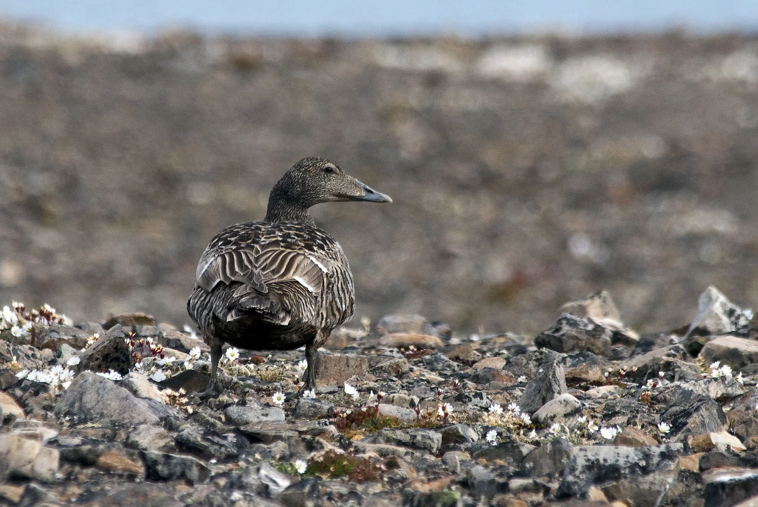 Common Eider