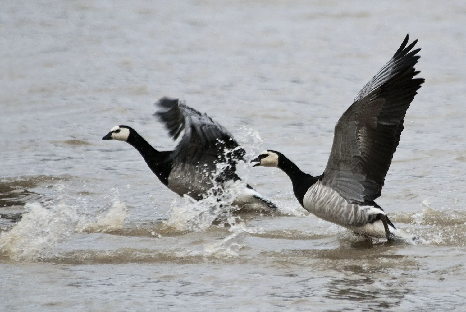 Barnacle Geese