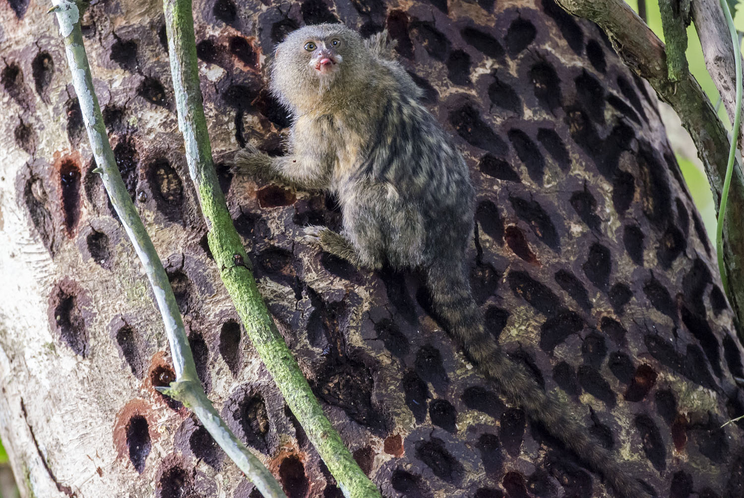 Western Pygmy Marmoset