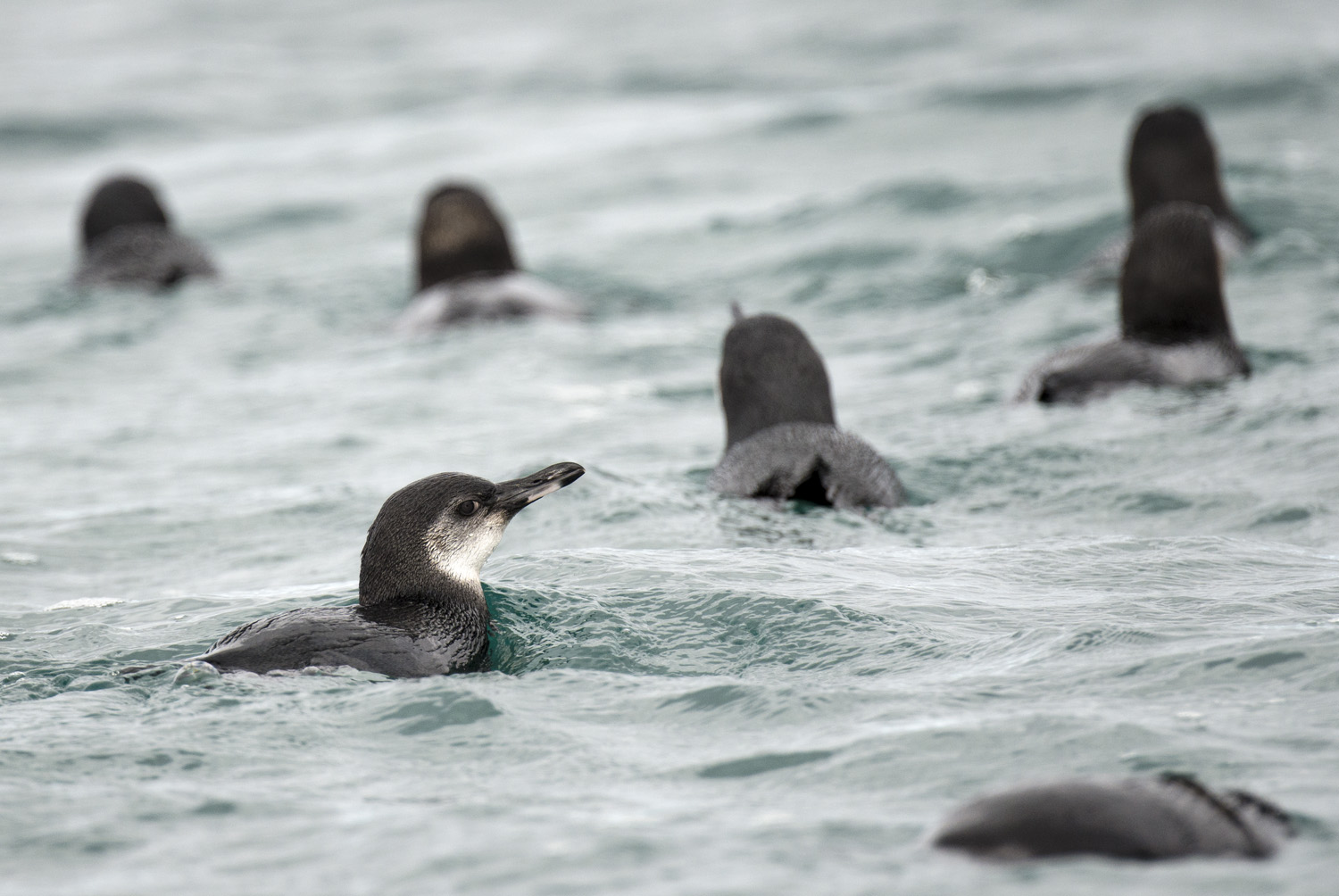 Galapagos Penguins