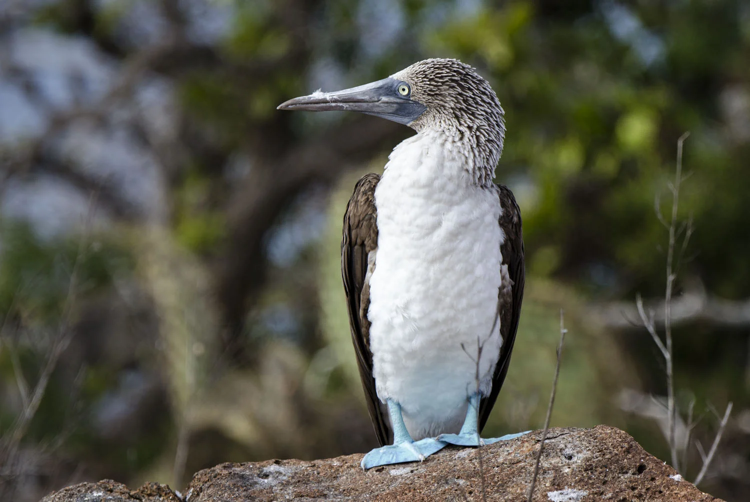 The Galapagos Islands — Donna Ikenberry Photography