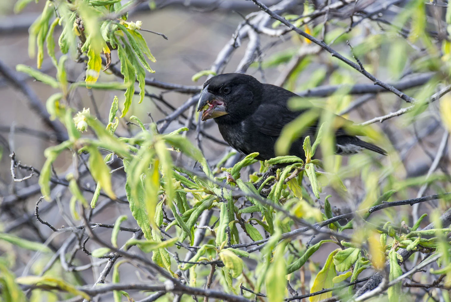 Large Ground Finch