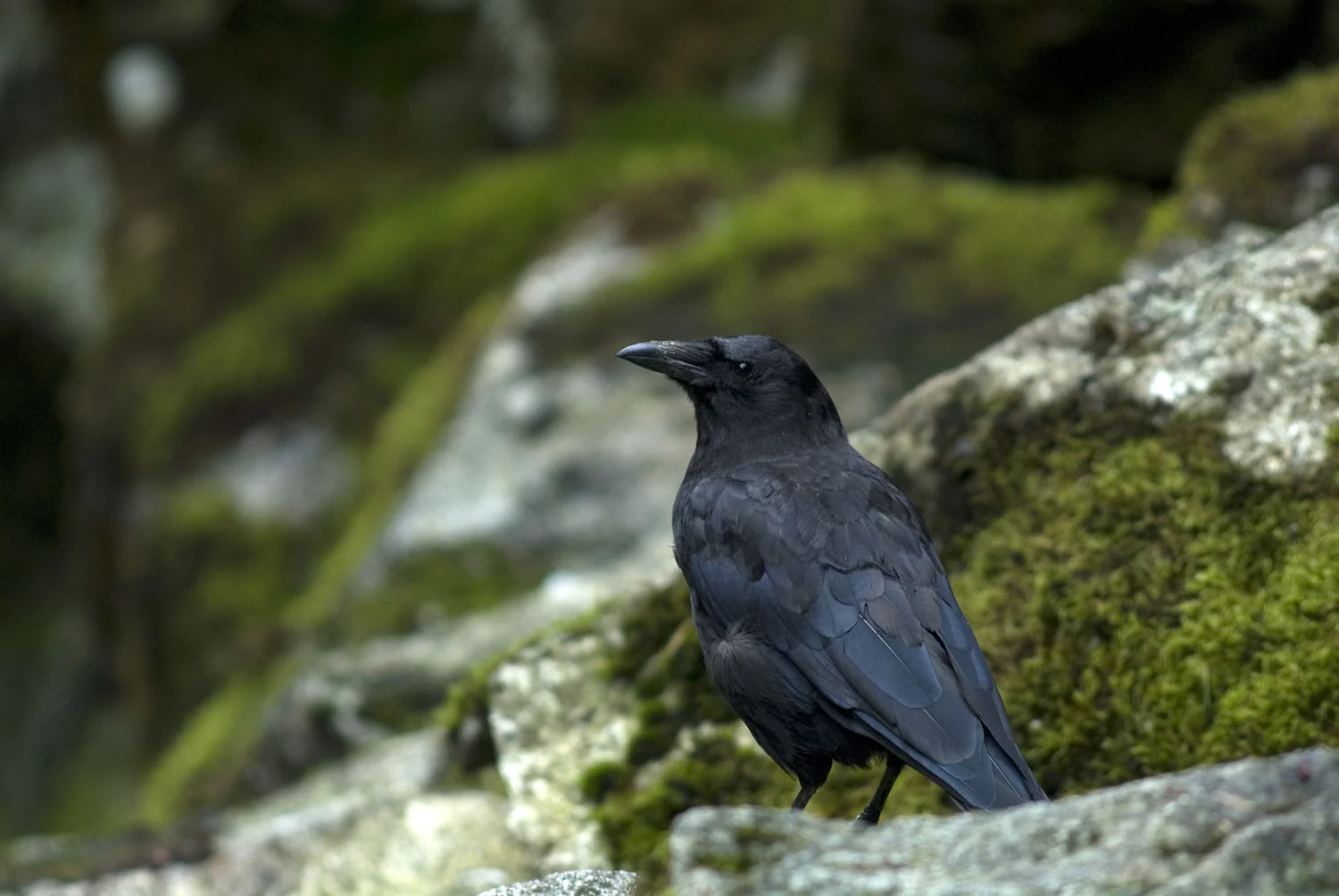 Northwestern Crow