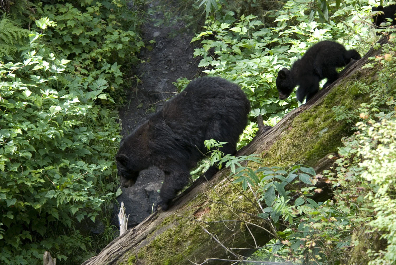 Black Bear