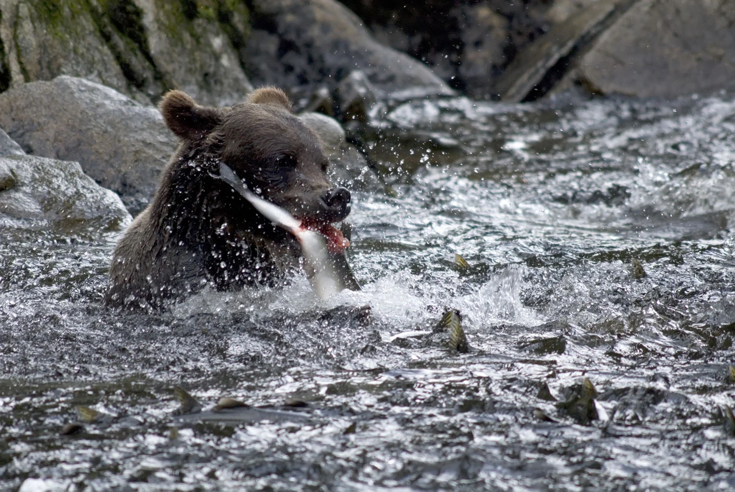 Brown Bear