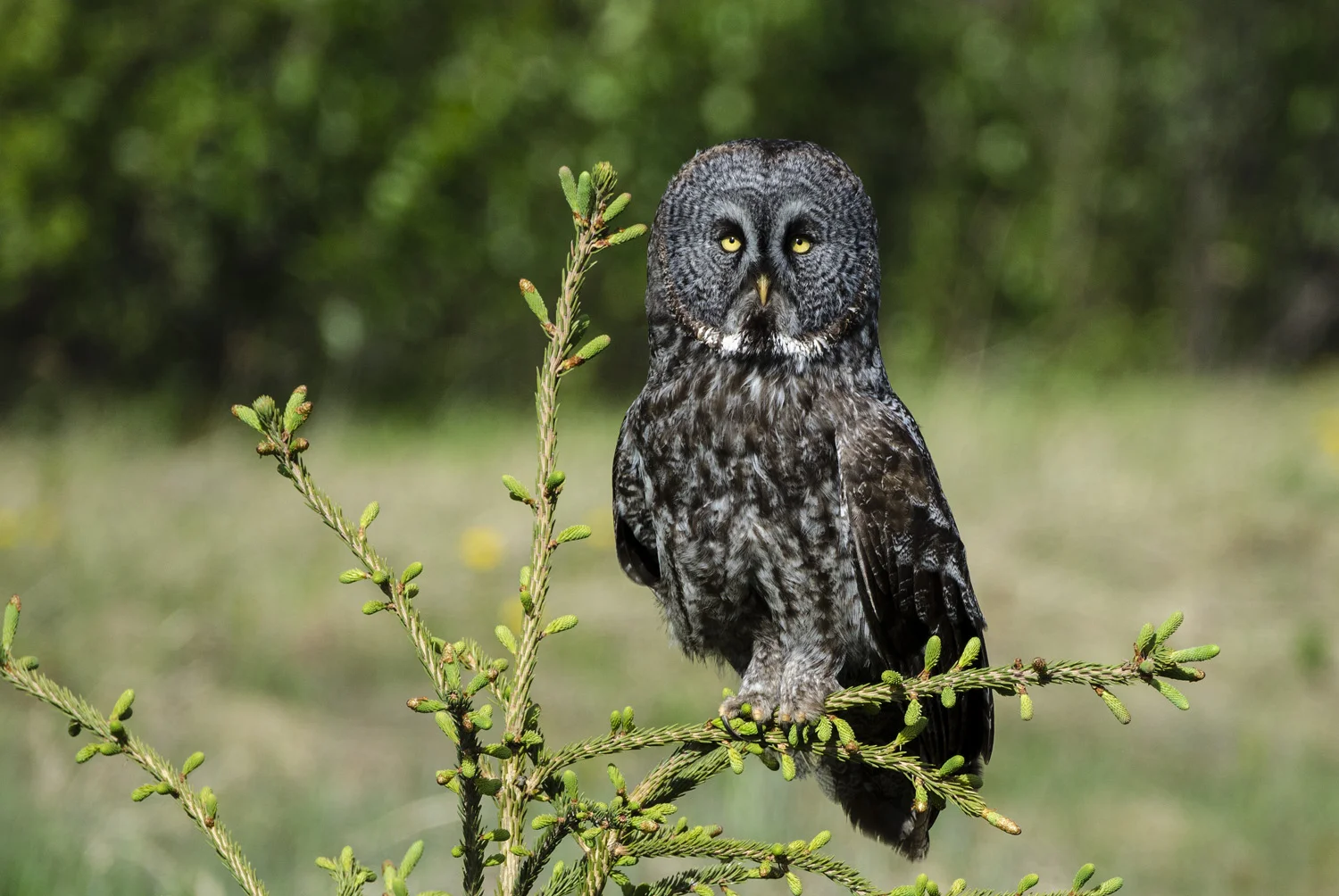 Great Gray Owl