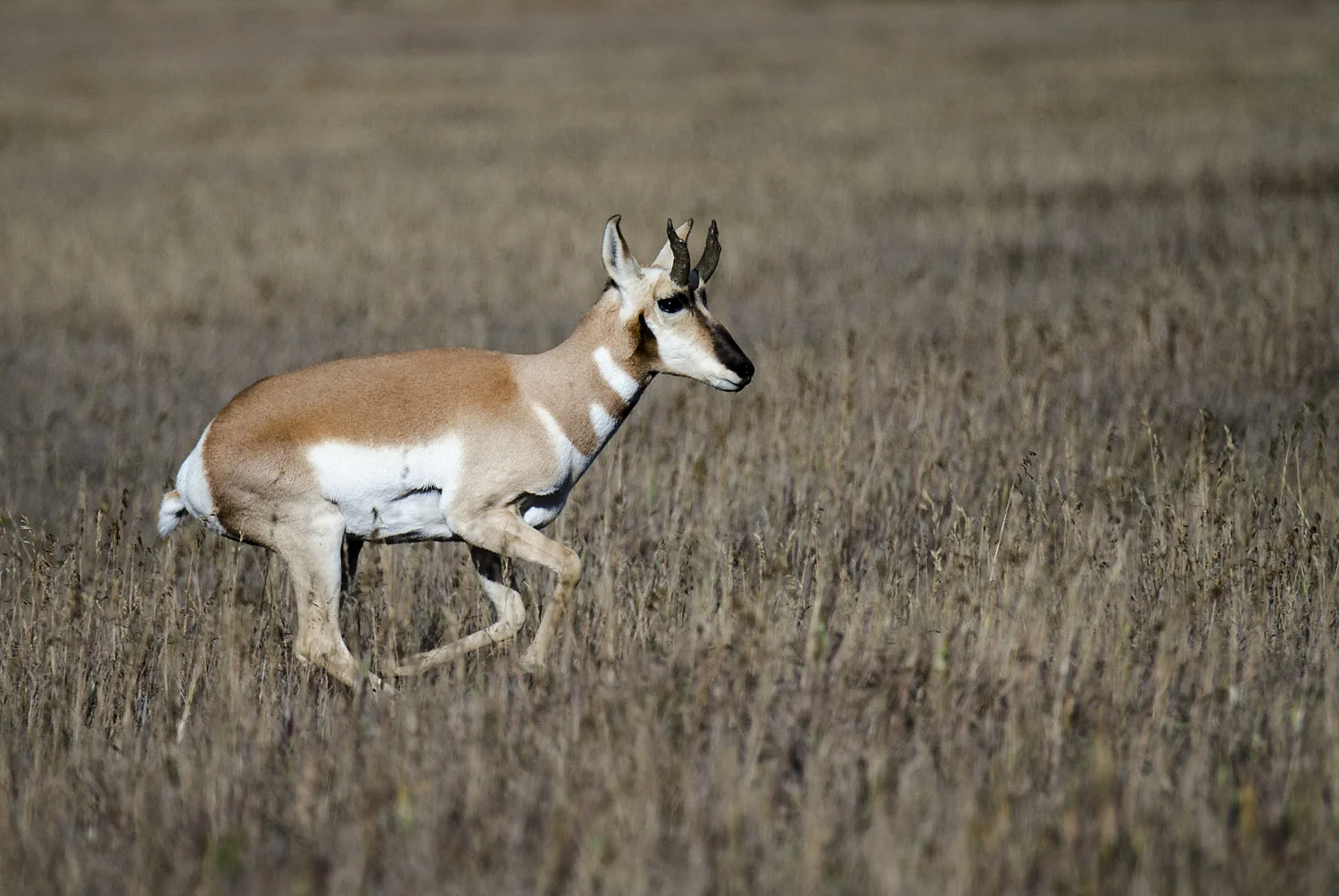 Pronghorn