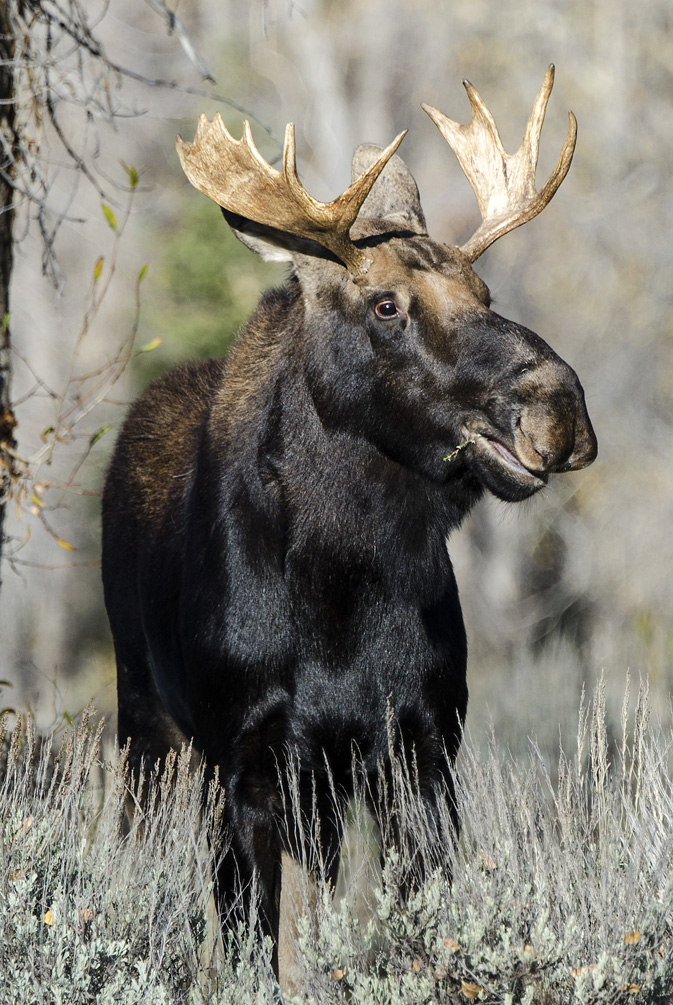 Moose