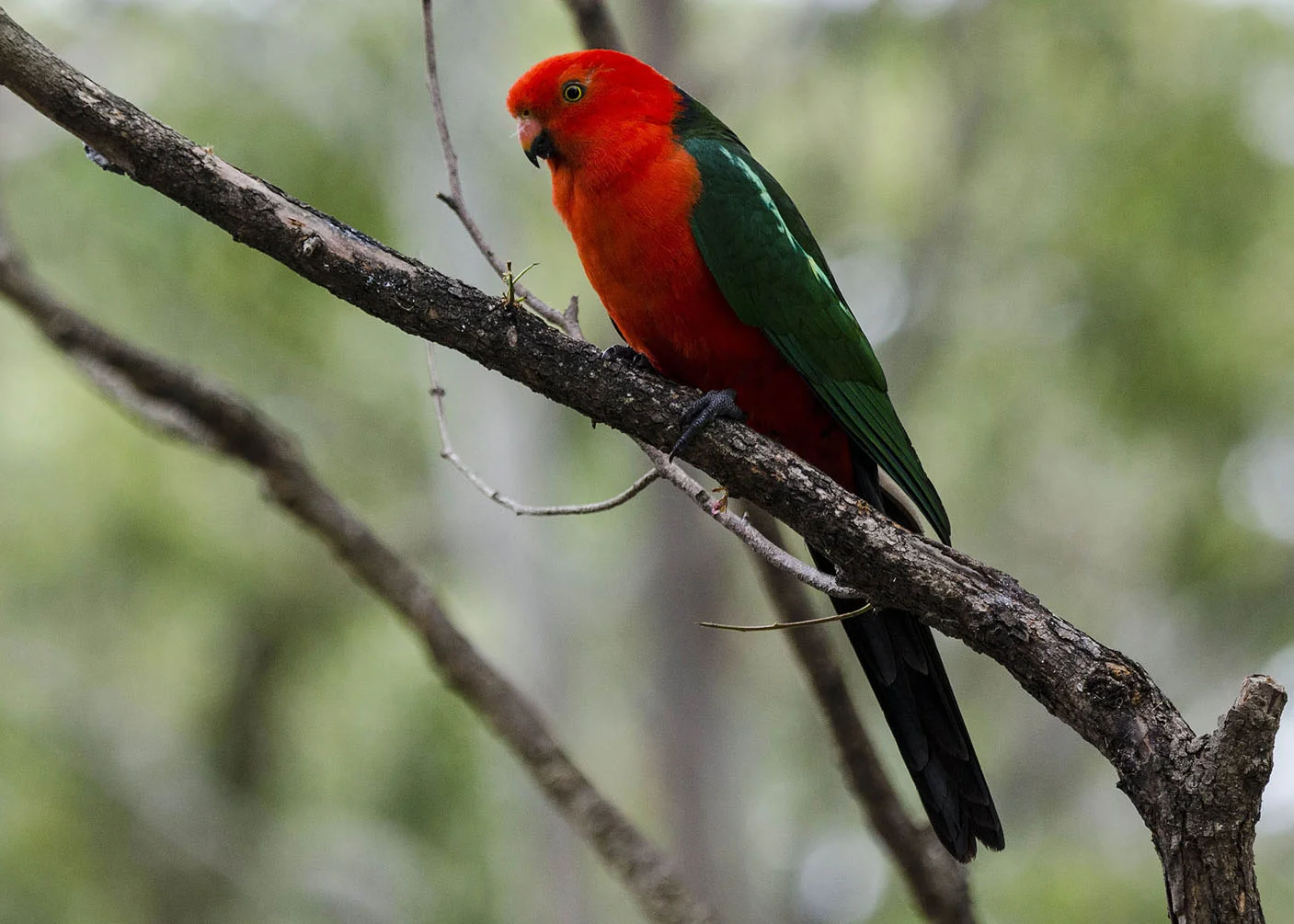 Australian King Parrot.jpg