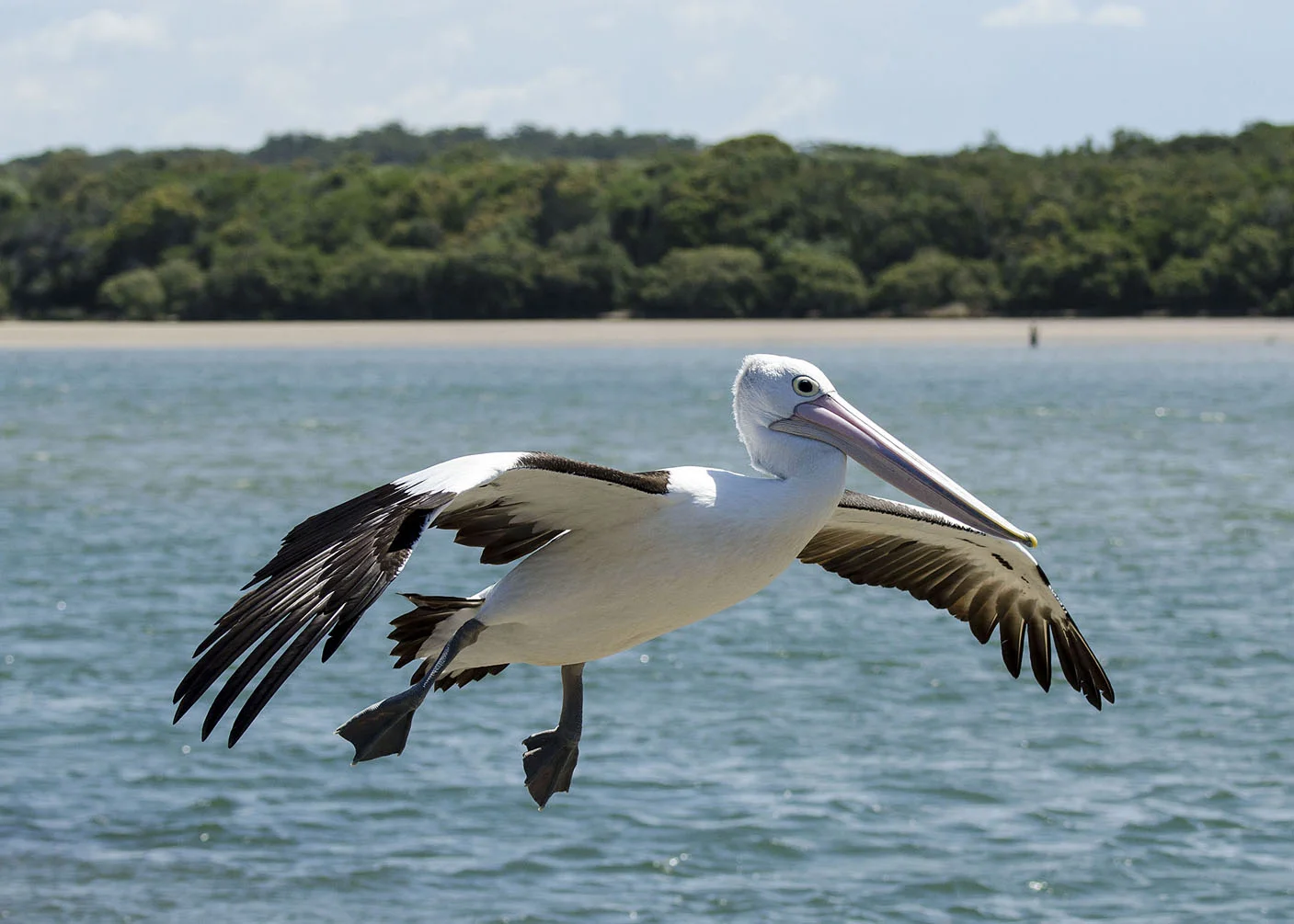 Australian Pelican