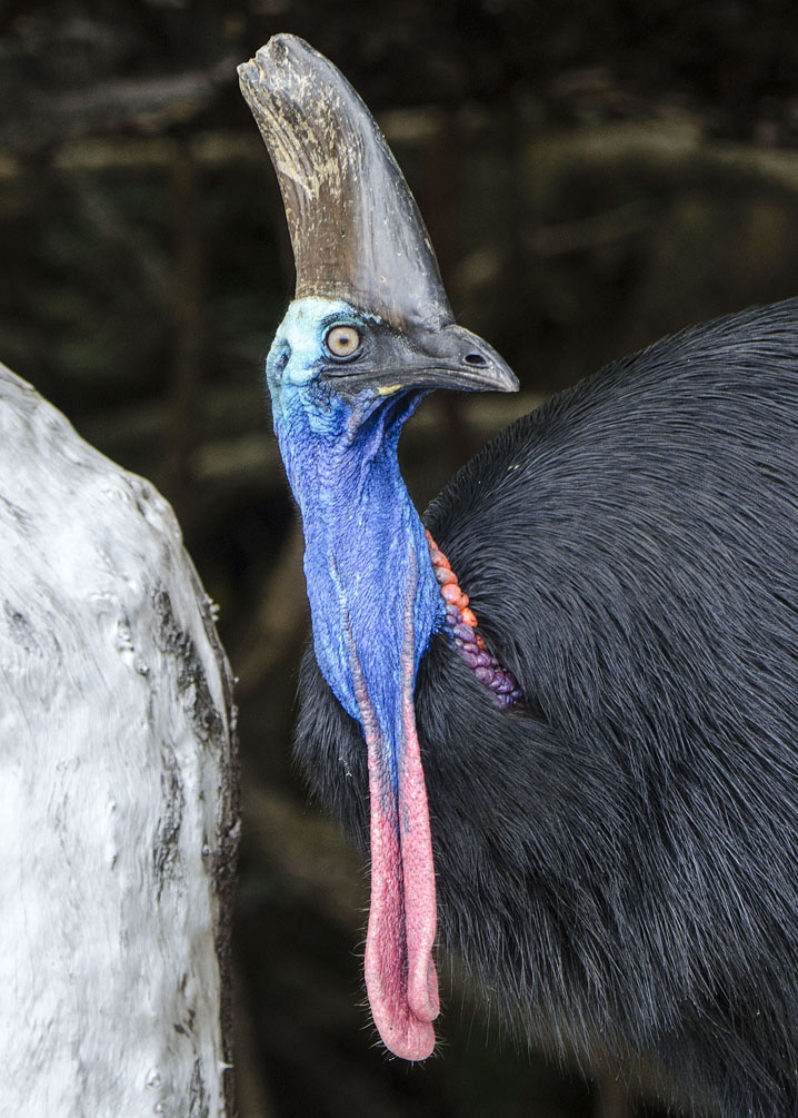 Southern Cassowary