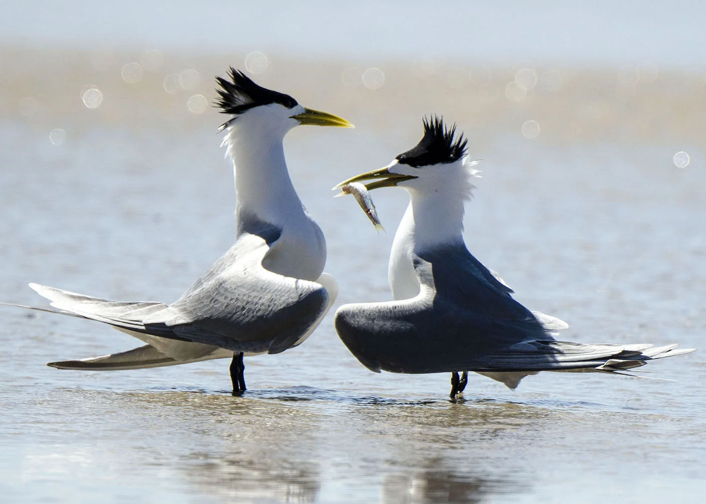 Crested  Tern