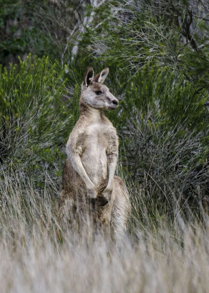 Eastern Gray Kangaroo