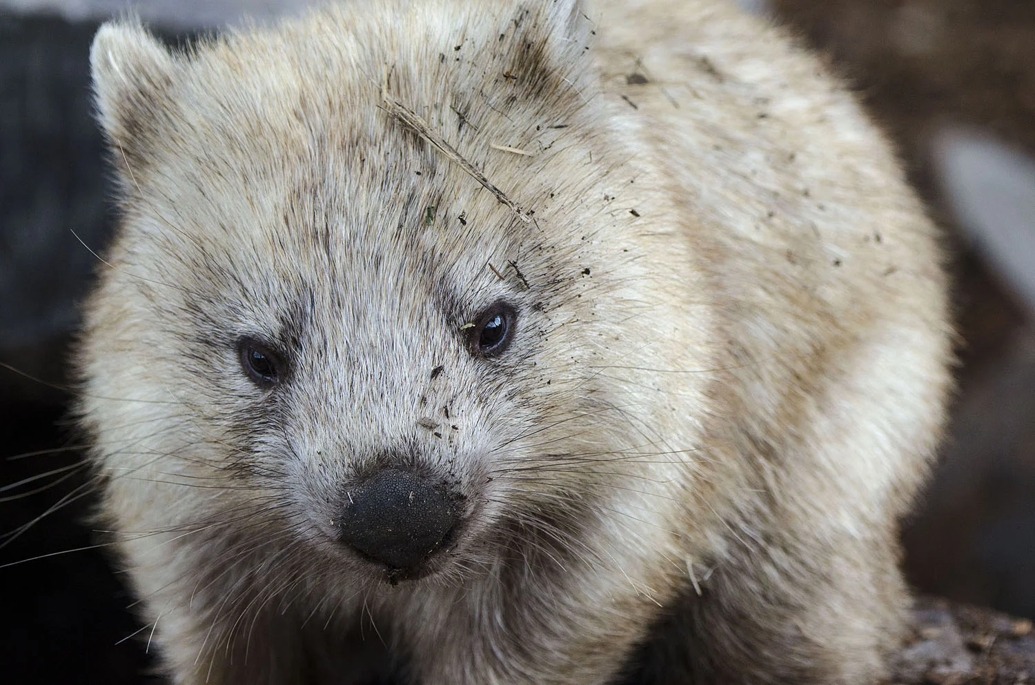 Common Wombat